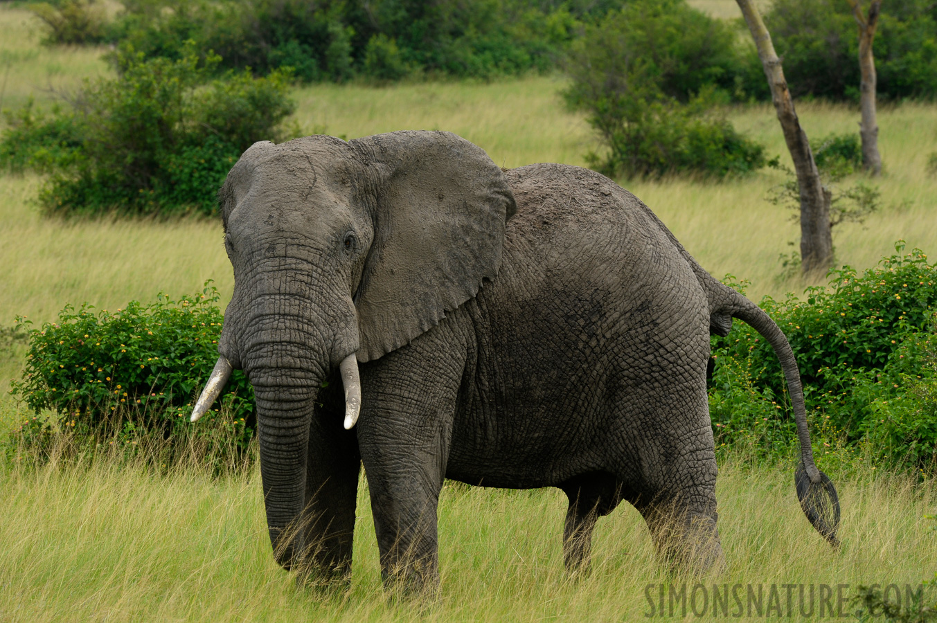 Loxodonta africana [400 mm, 1/200 Sek. bei f / 11, ISO 800]